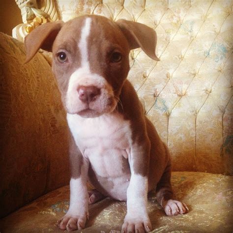 pitbull dog puppy|cute pitbull puppy pictures.